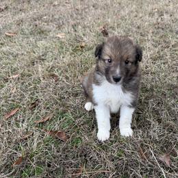Sable Boy 2 - Sable and white male Shetland Sheepdog puppy in Shirley, Arkansas from Lucky Pups