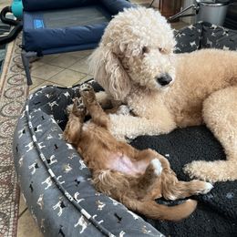 Goldendoodle Puppies from Goldendoodles of Anchor Bay