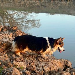 Maisie - Pembroke Welsh Corgi