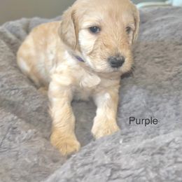 Goldendoodle Puppies from Native Country Goldendoodles