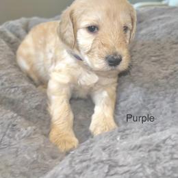 Goldendoodle Puppies from Native Country Goldendoodles