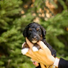 Bernedoodle and Goldendoodle Puppies from Saratoga Springs Doodles