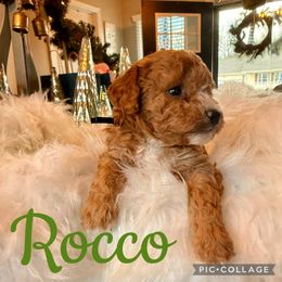 Rocco - Red  male Poodle puppy in Chattanooga, Tennessee from Scenic City Doodles