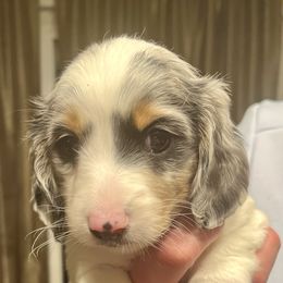 Girl 1 - Blue and tan Dachshund puppy in Missoula, Montana from Rocky Mountain Dachshunds