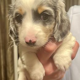 Girl 1 - Blue and tan Dachshund puppy in Missoula, Montana from Rocky Mountain Dachshunds