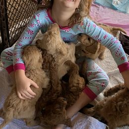 Goldendoodle Puppies from Cooley Doodles