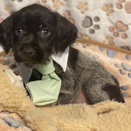 Wirehaired Pointing Griffon Puppies from Harmony Hills Griffons