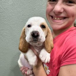 Dash (Dasher) - Lemon and white male Basset Hound puppy in Gulf Breeze, Florida from Breeze Basset Hounds
