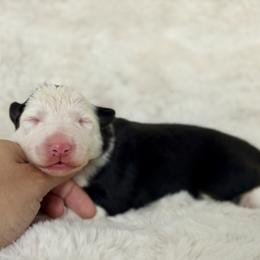 Girl 2 - Black and white female Border Collie puppy in Morriston, Florida from Garcia Family Farms