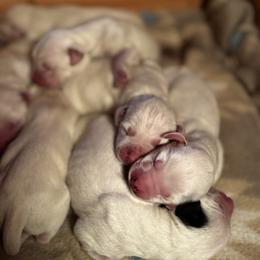 Female Picking Spot 1 - White and black female Dalmatian puppy in Hawkins, Texas from Snow Dalmatians
