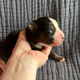 Lucky - Black tri-color male Australian Shepherd puppy in Hillsboro, Oregon from A&D Australian Shepherds