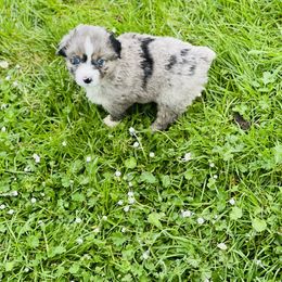 Miniature Australian Shepherd Puppies from 5 Star Mini Aussies
