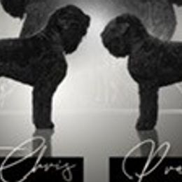 Prada - Black Russian Terrier