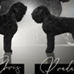 Prada - Black Russian Terrier