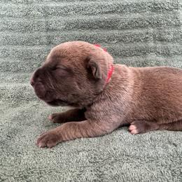 Formentino 1- Red Collar - Gray and fawn male Cane Corso puppy in Compton, California from Urban League Cane Corso
