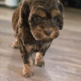 Cocoa - Brown and tan female Cockapoo puppy in Indiahoma, Oklahoma from Phamily Doodles