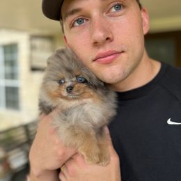 Pomeranian Puppies from Hill Country Poms