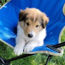 Scottish Collie Puppies from Sundance Scottish-Colleys