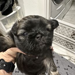 Dakota (yellow collar) - Black male Shih Tzu puppy in Mineola, Texas from RL Phillips Shihtzus