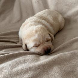 Yellow collar - Yellow female Labrador Retriever puppy in Tekonsha, Michigan from Asher Acres Labs