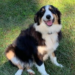 ZIVA - Australian Shepherd