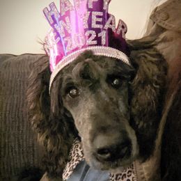 Rosita - Poodle