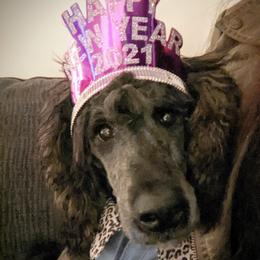 Rosita - Poodle