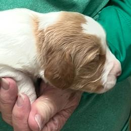 Pink boy 3 - Orange and white male Brittany puppy in Floyd Knobs, Indiana from Cross Creek Brittanys