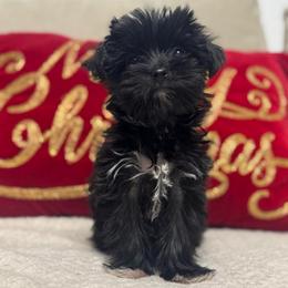 Mia - Black and gold female Yorkshire Terrier puppy in Denver, Colorado from Melrey's paws