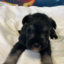 Salt and Pepper - Salt and pepper male Miniature Schnauzer puppy in Clover, South Carolina from Bobo’s Babies Kennels