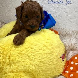 Goldendoodle and Poodle Puppies from Katy's Toy Poodles & Doodles