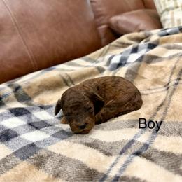 Boy 2 - Merle male Goldendoodle puppy in Denison, Texas from Texoma Doodles