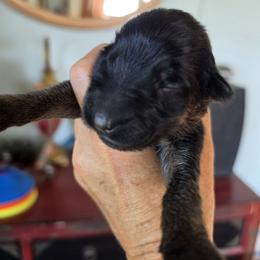 Patience - Black and red female German Shepherd puppy in Columbus, Indiana from Stony Lonesome GSD