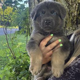 Ocia - Blue female German Shepherd puppy in Watervliet, Michigan from M&M Shepherd Farms
