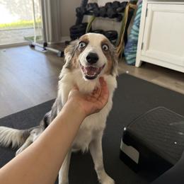 Toy Australian Shepherd All Grown Up from Under the Oak Aussies