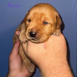 Havana - Yellow female Labrador Retriever puppy in Seneca, Pennsylvania from Barrett Farm Labradors