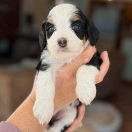 Rhea - Tri-color female Bernedoodle puppy in Henry, Illinois from Rowe Farms Doodles