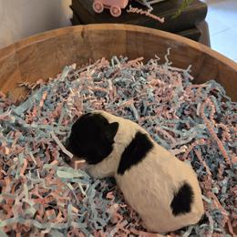 Miss Dulce - Parti female Poodle puppy in Gainesville, Florida from Pipsqueak Mansion Poodles
