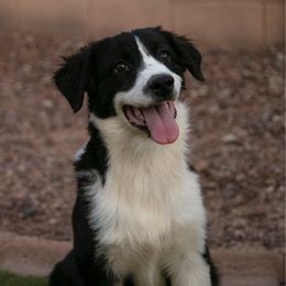 Kimber - Black & white female Australian Shepherd puppy in Buckeye, Arizona from Wranglin Aussies