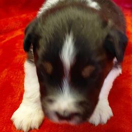 Arthur - Black tri male Miniature American Shepherd puppy in San Benito, Texas from Vaquera's Miniature American Shepherds