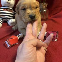 Red - Dark golden female Golden Retriever puppy in Grant County, Indiana from On The Sunny Side Pavey Farms