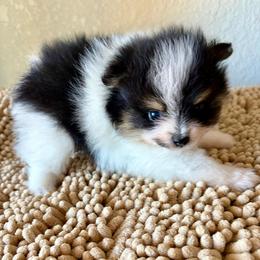 Boy 1 - Tri-colored male Pomeranian puppy in Jamestown, California from Park Avenue Poms