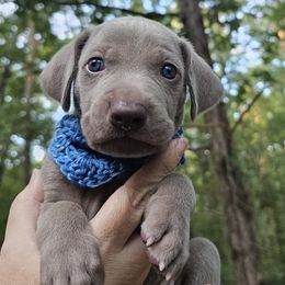 Blue Collar Boy - Weimaraner puppy from Upstate Weims