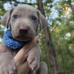 Blue Collar Boy - Weimaraner puppy from Upstate Weims