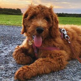 Goldendoodles and Poodles from The Kennel at Fox Fields