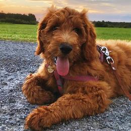 Goldendoodles and Poodles from The Kennel at Fox Fields