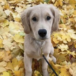 Golden Retrievers from Golden Acres Goldens