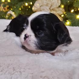 Shih Tzu Puppies from Dollface Shih Tzu