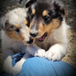 Collie Puppies from Voneida Collies