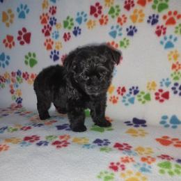 Yorkipoo puppies from Puppy Kisses